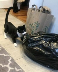 Эти два уже кого-то замочили и волокут из квартиры