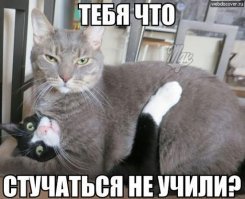 Канадец застукал пытавшихся уединиться в лесу рысей