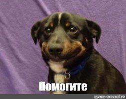 Пёс оказался не готов к встрече со своими многочисленными родственниками