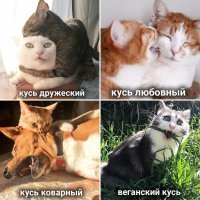 20 забавных хвостатых, которые решились на беспощадный "кусь"