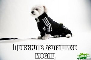 Прикольные и смешные картинки