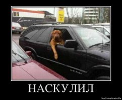 Прикольные и смешные картинки