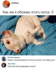 Прикольные и смешные картинки