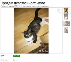 13 объявлений посвященных животным
