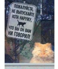 13 объявлений посвященных животным