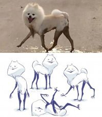 30 мохнатых чудиков, которые обязательно вас рассмешат