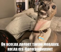 Просто забавные собакины !