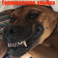 Просто забавные собакины !