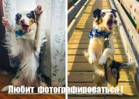 Просто забавные собакины !