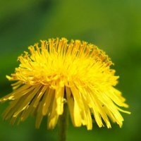 <<...количество людей с альтернативными взглядами на привычную кухню...>> Ишь, как мудрёно вывернули!    Для альтернативно одарённых предложу свой вариант: еда(1), молоко(2) и "перьевая" подушка(3).