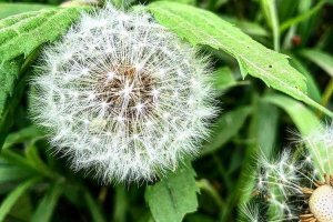 <<...количество людей с альтернативными взглядами на привычную кухню...>> Ишь, как мудрёно вывернули!    Для альтернативно одарённых предложу свой вариант: еда(1), молоко(2) и "перьевая" подушка(3).