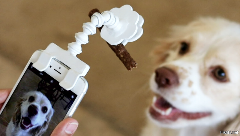 Для того, чтобы успешно фотографировать собак, нужен держатель печеньки на телефоне.