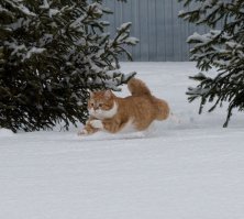 Чем там заняты домашние питомцы, пока вы тут на работе вкалываете?