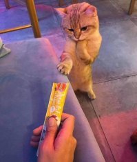 Чем там заняты домашние питомцы, пока вы тут на работе вкалываете?