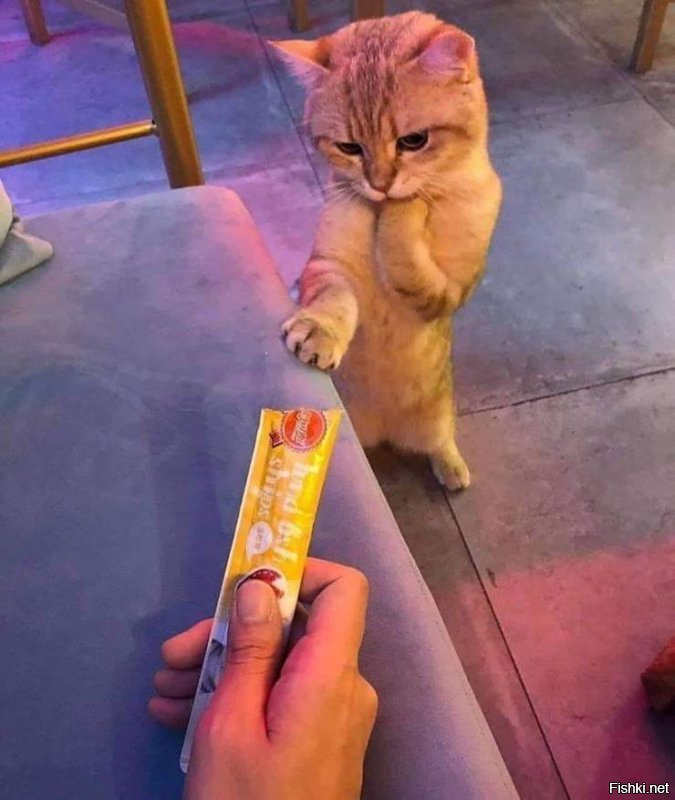 Чем там заняты домашние питомцы, пока вы тут на работе вкалываете?