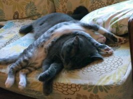 Чем там заняты домашние питомцы, пока вы тут на работе вкалываете?