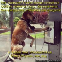 13 объявлений посвященных животным
