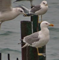 Чаек тоже едят ...Когда работал на флоте в Беломоро-Балтийском канале на переходе от шлюза к шлюзу увидел много чаек сидящих на трюме без одной а то и без двух лап ,стоят на култышках ,жутко хромая и балансируя крыльями , ходят по комингсу ...Я спрашиваю лоцмана откуда столько инвалидов....?Он говорит : так это рядом зверосовхоз , выращивают ондатр , ещё что то зубастое и меховое.. чайки садятся на сетку вольеров , а зверьё часто отхватывает провалившиеся через рабицу решёток лапы...и прозаично их жрёт. А всё потому что чайки не знают меры в жратве...