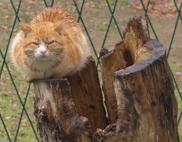 Это наш местный мисхорский кот Баюн...Мокрый и очень ,очень злой из за дождя и докучливых фотографов...