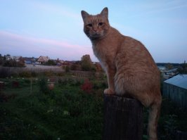 Лучший кот.Кеша.Правда,пердит во сне...Лучше уснуть первым