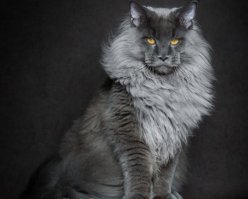 Вот - чем не баюн?