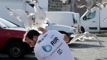 Осторожно: чайки!