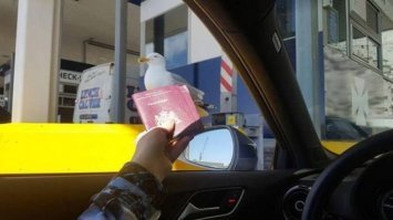 Осторожно: чайки!