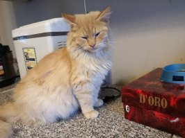 Тёмное прошлое кота Баюна