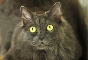 Тёмное прошлое кота Баюна