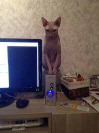 Тёмное прошлое кота Баюна