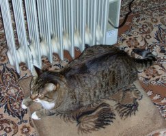 Наш старичок и его горячий друг