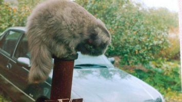 Вот мой баюн... На железном столбе, как раз. Злобный, <span style='color:gray'>[мат]</span>