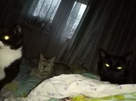 Мои , смотрят с укором , пора вставать , кормить пора !
