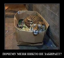 Новые прикольные демотиваторы по-русски