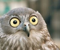 Есть 9 видов сов. Вот чем они отличаются друг от друга