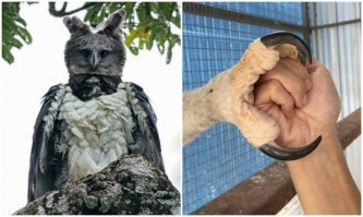 Или вот. Гарпия.