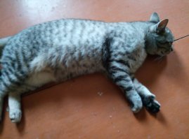 Своих на лето отвожу в деревню , у меня там дача. 
Нужда в корме отпадает сразу , ловят мышей , птичек , Тихон на месяц ! сходит из дома ,ловить карасей из под берега , в четырехстах метрах  позади огорода  мелкий ручей .
Но им все равно нужен прикорм , не готовые магазинные корма , повторяю , на воле они его не едят , а то что остается со стола , жрут с душевным удовольствием . 

Тихон , после ловли карасей .