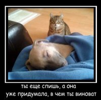 мало того, что эта сволочь спит в моём кресле, так ещё и моим любимым одеялком накрылся! не жить тебе, псина!