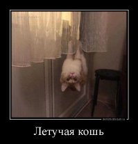 да нормальный он кот! просто из Австралии.
