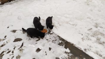 Ко мне тоже гости ходят, да еще и по два раза в день, приходится кормить