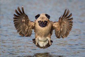 Все на войну с фейками до их полного истребления