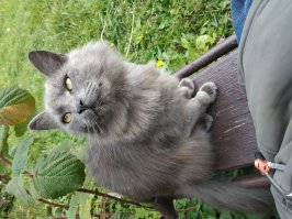 мой баюн, кусок сотоны в 1.5 года 8 кг лени, похеризма, на руки не дается, жрет как прорва, за лето поймал одну стрекозу и разогнал собак соседских