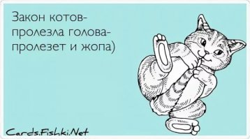 Котенок, который не ищет легких путей