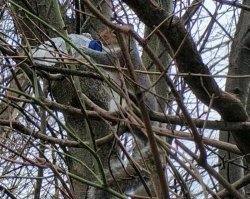 У меня есть такое :?