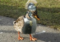 Китай направит 100-тысячную «утиную армию» в Пакистан