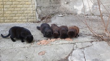 Несколько лет кормлю, обитают на одном госпредприятии, когда-то их было 11(