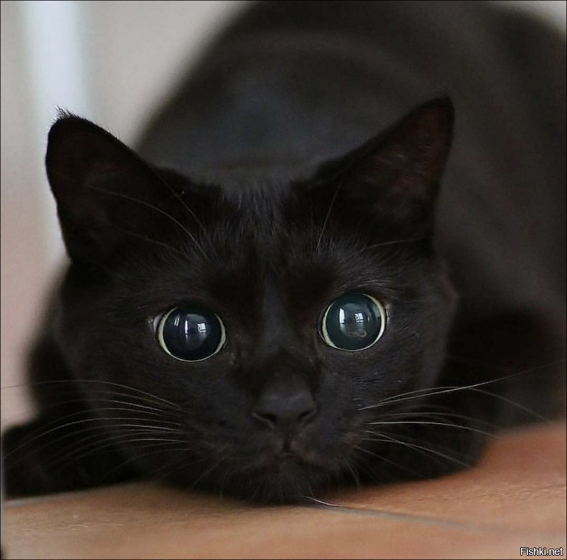 Я в солянке