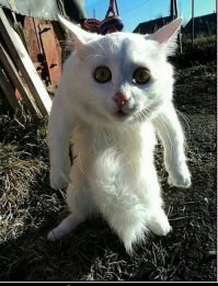 Котэ не одобряет этот пост