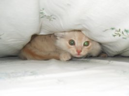 А пан Шумовский уже ушёл?