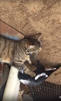 Вот давайте без вранья, да? Дело было в Австралии, так? Ну вот, теперь сразу видно, кто к кому пристаёт.